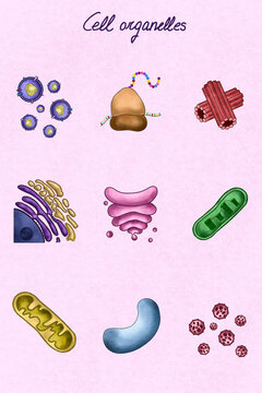 Collection of cell organelles illustration