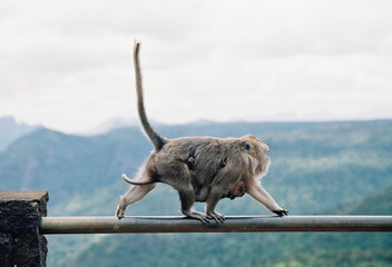 Monkey mother with a baby walking on the rail
