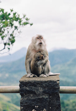 Monkey mother with a baby