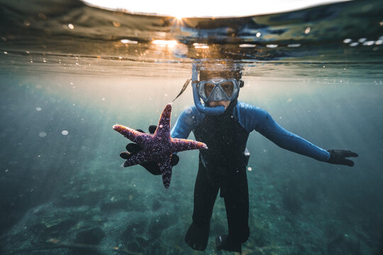 purple sea star and young diver