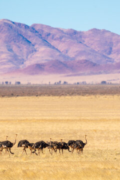 Herd of ostriches in Namib desert, Namibrand, Namibia
