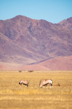 Couple of Oryx in Namib desert, Namibia