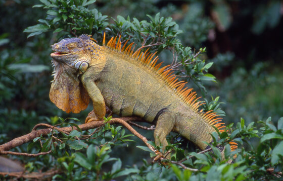 iguana