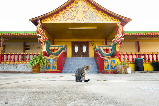 Cat Outside Buddhist Temple