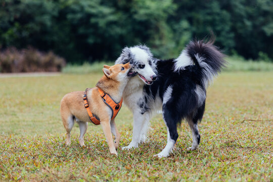 Two dog playing together