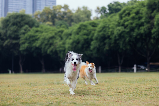 Two border collie running