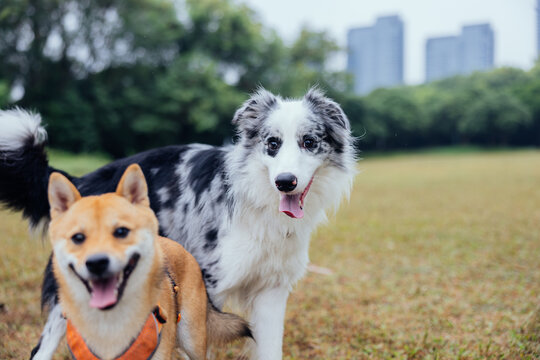 Two dog playing together