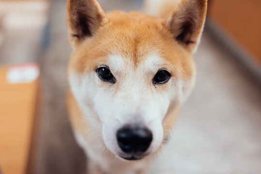 Close up portrait of happy Shiba Inu dog