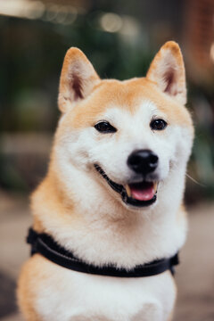 Close up portrait of happy Shiba Inu dog
