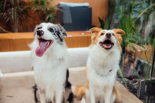 Portrait of a two border collie