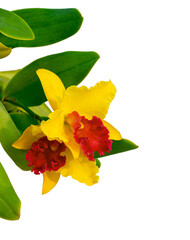 Beautiful yellow and red Cattleya orchid (Potinara Susan fender) are blooming with green leaves on...