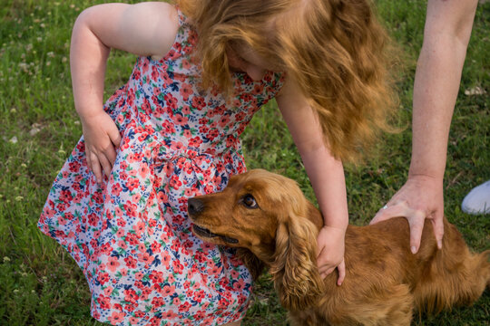 Cocker spaniel