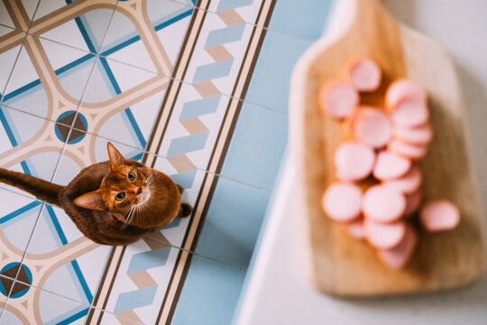 The cat looks at the sausages.