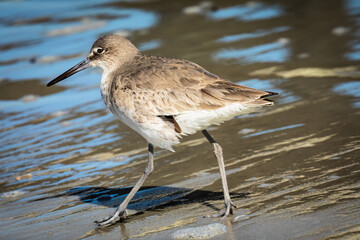 A short billed dowitcher walking along the shoreline at the beach