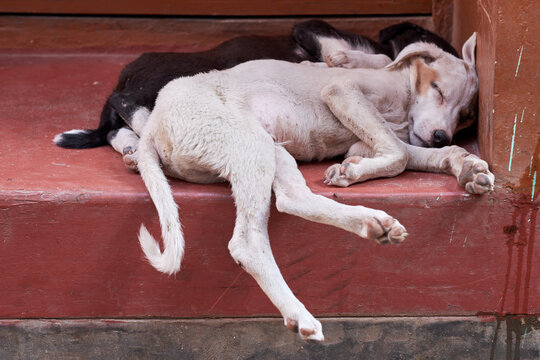 Sleeping stray dogs in Varanasi