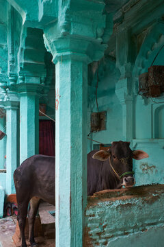 Indian house cow in Varanasi