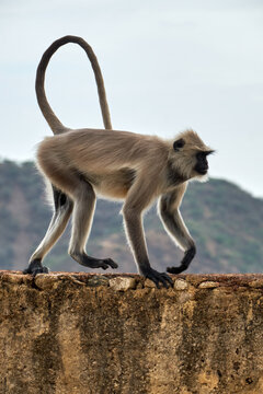 Large monkey on Jaipur Temple wall