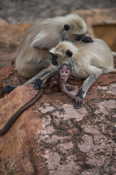 Family of Macaques