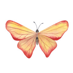 Yellow and red butterfly with detailed wings isolated. Watercolor hand drawn realistic insect llustration for design