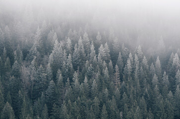 Frozen winter forest
