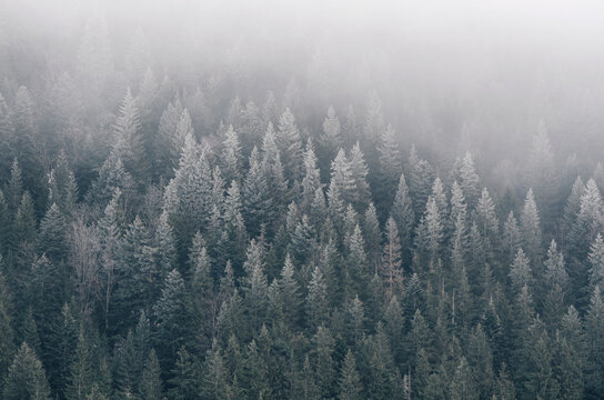 Frozen winter forest - Powered by Adobe