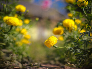 yellow flower in the garden