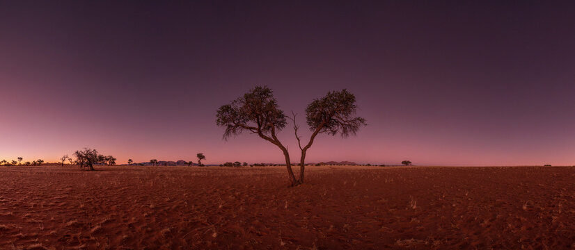 Lonely tree at night in Namibia, Africa.