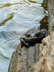 frog on log in lake