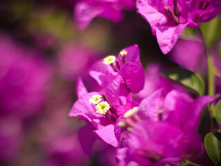 Obraz premium bee on a flower