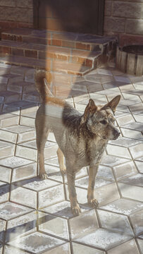 Dog on a walk