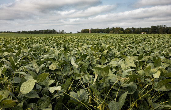 Soybeans 1