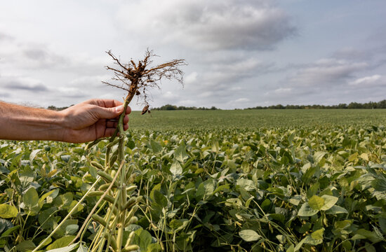Soybeans 2