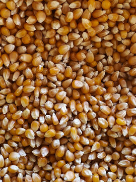 corn kernels