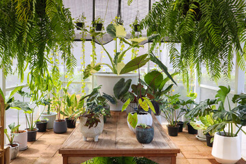 Plants in greenhouse at garden,no people.