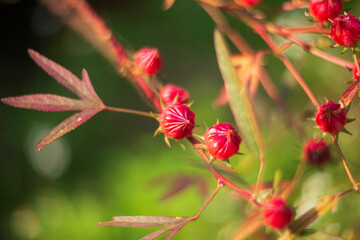 red and yellow flowers