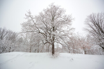 Snowy landscape Mount Royal park, Montreal, Canada	
