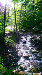 光差す森林の川の流れ
