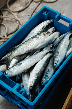 Fresh Caught Fish 