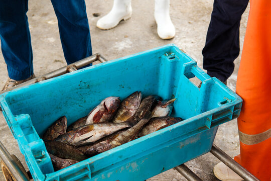 fisherman with Fresh Caught Fish 