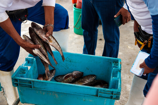 fishermen with Fresh Caught Fish 