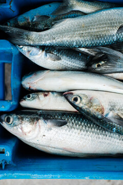 Fresh Caught Fish 
