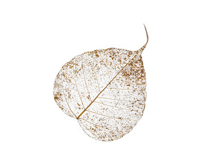 Dried Bodhi leaf skeleton texture details that has weathered and withered over time on transparent background, png file