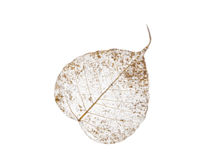 Dried Bodhi leaf skeleton texture details that has weathered and withered over time on transparent background, png file