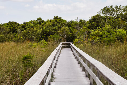 Walkaway made of wood in grasslands of Florida.