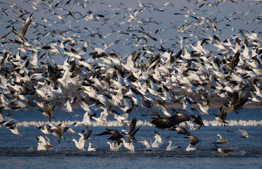 Snow Goose blast off