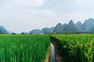 Stream flowing between grass near mountains
