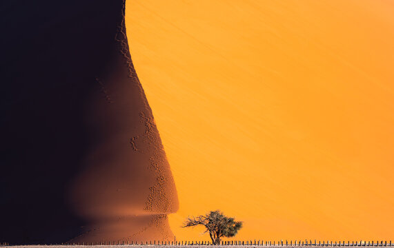 Big dune and tree in Namib desert, Namibia, Africa