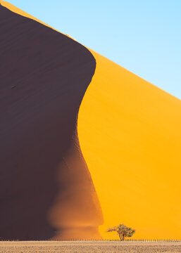 Big dune and tree in Namib desert, Namibia, Africa