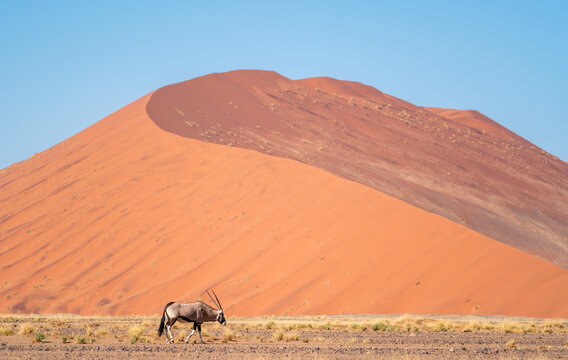 Lonely Oryx in Namib in big dune, Namib desert,  Namibia