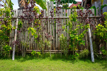 Frontal view of a bamboo fence in a tropical garden with various plants on a sunny day. Botanical...
